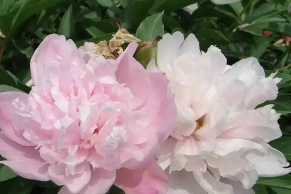 图片[2]-白芍北方室外防寒措施(白芍在北方室外如何进行有效的防寒措施及要点)-会东网