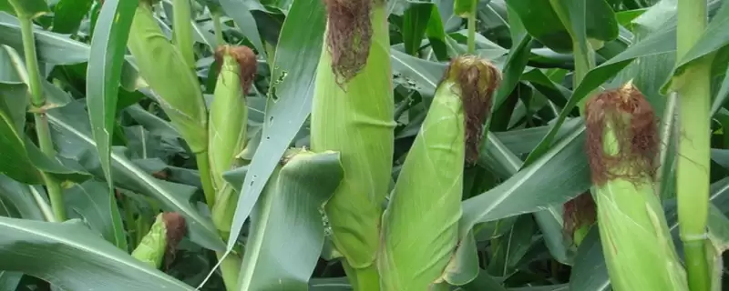 德单122玉米种子特征特性(德单122玉米种子特性有哪些)-会东网