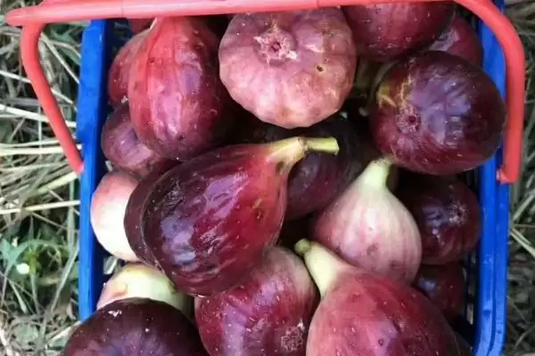 图片[4]-芭劳奈无花果抗病虫害方法(芭劳奈无花果应对抗病虫害差的方法和防治要点)-会东网