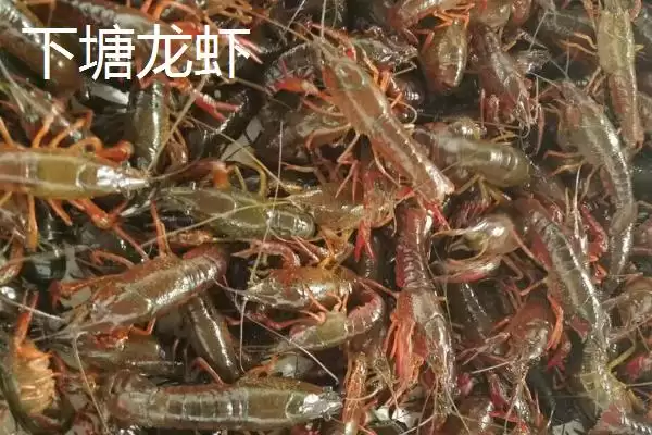 图片[9]-凤台县著名特产是什么 (凤台县朱马店糯米成为米中上品的独特优势)-会东网