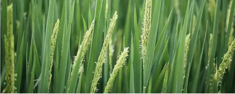 Ⅱ优673水稻种子一般5月上中旬播种的种植要点(Ⅱ优673水稻种子5月上中旬播种要点)-会东网