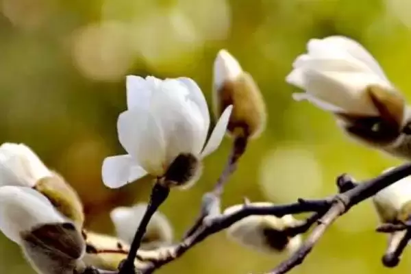 图片[2]-白玉兰花期养护要点(白玉兰花期养护需要注意哪些关键要点和技巧)-会东网