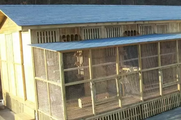 图片[2]-鸽舍开灯影响(鸽舍开灯对鸽子生长和繁殖有啥影响呢)-会东网