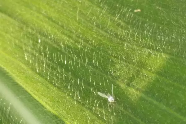 图片[5]-防治飞虱和蓟马注意事项(防治飞虱蓟马要注意些什么)-会东网