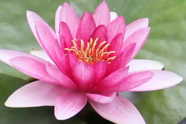 图片[7]-白色花卉养护要点(白色花卉在养护过程中需要注意哪些关键要点)-会东网