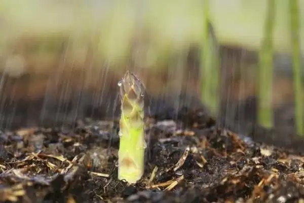 图片[7]-白芦笋变色防治(白芦笋变色的原因及如何有效进行防治的方法要点)-会东网