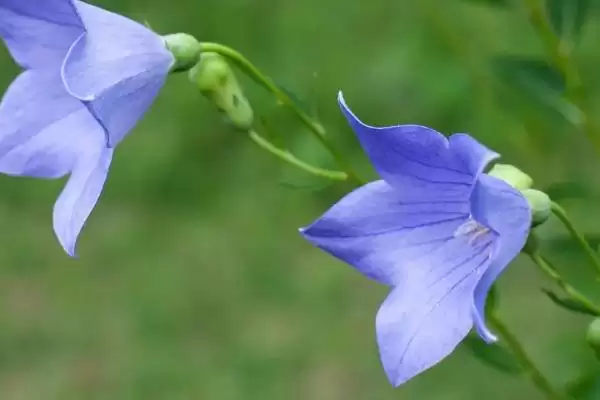 图片[9]-白色花卉养护要点(白色花卉在养护过程中需要注意哪些关键要点)-会东网