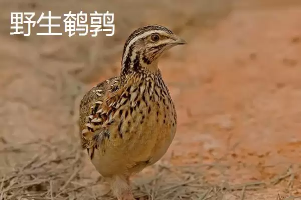 图片[4]-鹌鹑与鸽子对比(鹌鹑与鸽子科属等对比及其在用途和养殖上的区别)-会东网