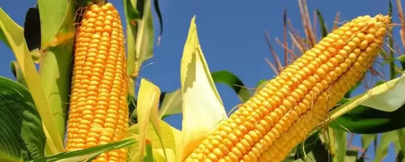 CZ898玉米种4-5月上旬播种的时间规划要点-会东网