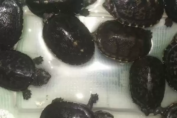 图片[4]-白唇蛋龟饲养要点(白唇蛋龟饲养要点及其在养殖环境和饮食上的需求)-会东网