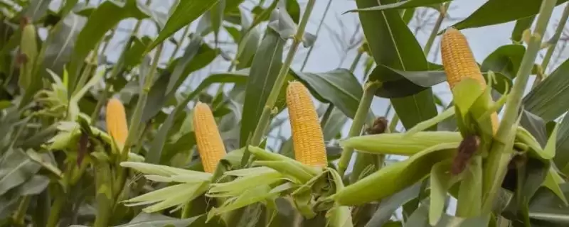 成糯玉米种子特征特性(成糯玉米种子具有哪些特征特性呢)-会东网