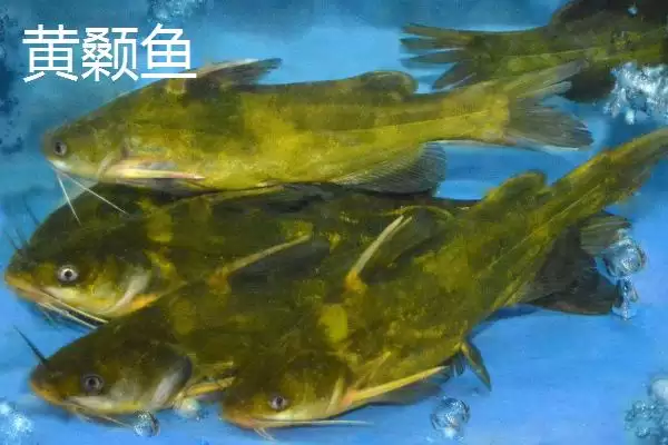 图片[2]-7号丸世钩适合钓什么鱼(7号丸世钩在不同水域和鱼情下适合钓哪些鱼呢)-会东网