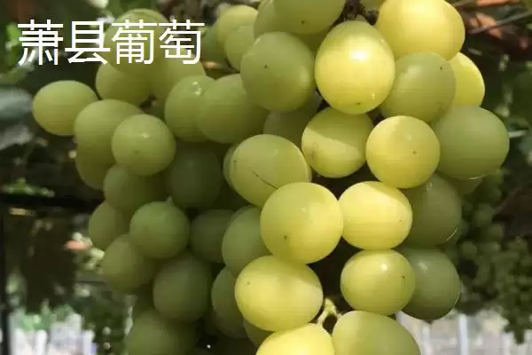 图片[2]-萧县为人熟知的特产 (萧县高滩萝卜久负盛名的种植和品质优势在哪)-会东网