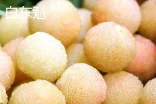 图片[5]-白杨梅品种特点(白杨梅品种具有哪些独特的特点和市场优势)-会东网