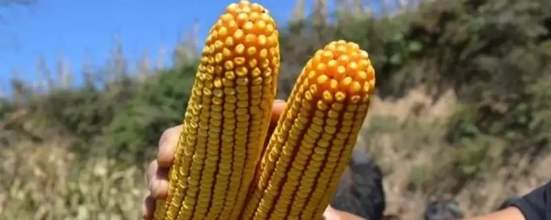 丰玉33玉米种子特点(丰玉33种子抗逆、品质、适应性)-会东网