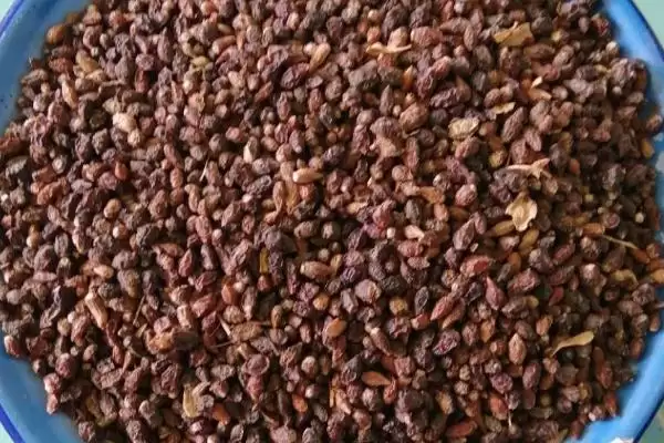 图片[6]-白刺果品种特点(白刺果品种特点及其在食用和药用价值上的优势)-会东网