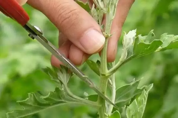 图片[7]-8月上旬对菊花打顶(8月上旬对菊花打顶的作用和操作要点是什么)-会东网