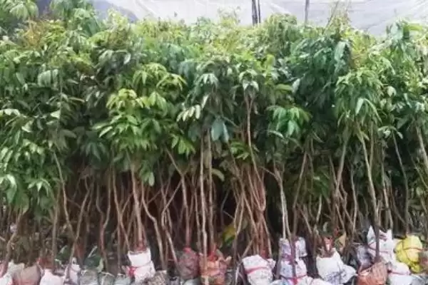 图片[3]-白蜡荔枝苗价格影响因素(白蜡荔枝苗价格受哪些因素影响及其市场价格分析)-会东网