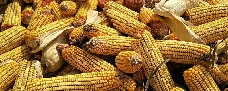 C8200玉米种子大喇叭口时期防玉米螟要点解析-会东网