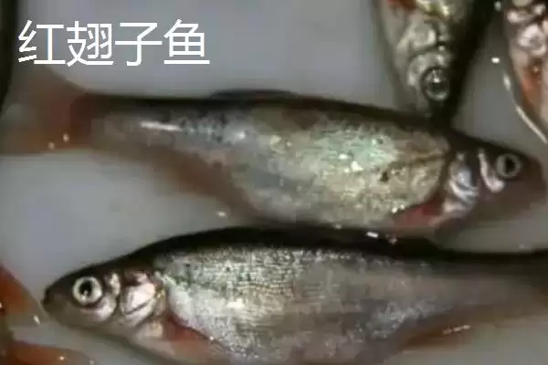 图片[3]-白条鱼与红翅子鱼外观区别 (白条鱼体背青灰与红翅子鱼外观区别在哪)-会东网
