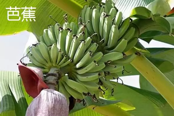 图片[2]-芭蕉和香蕉外形等全解析(芭蕉和香蕉外形等全解析及其在市场上的辨识度要点)-会东网