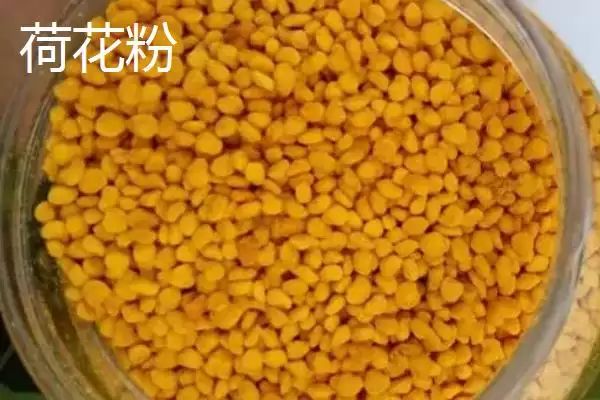 图片[4]-蜂花粉种类(蜂花粉常见种类及营养差异有哪些)-会东网