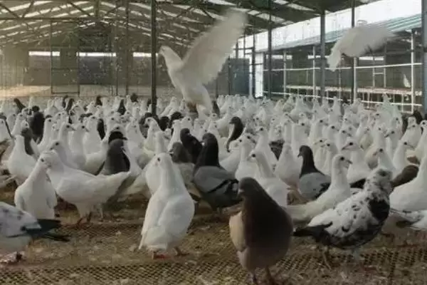 图片[4]-白羽王鸽3月龄首次驱虫，饲养管理要点有哪些-会东网