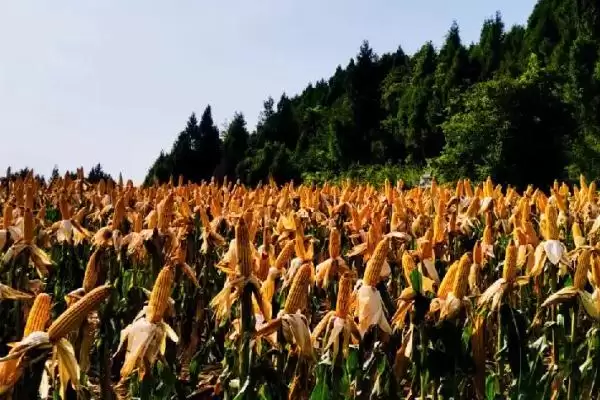 图片[2]-生育期136天的GFY2378玉米种，背后藏着什么奥秘？-会东网