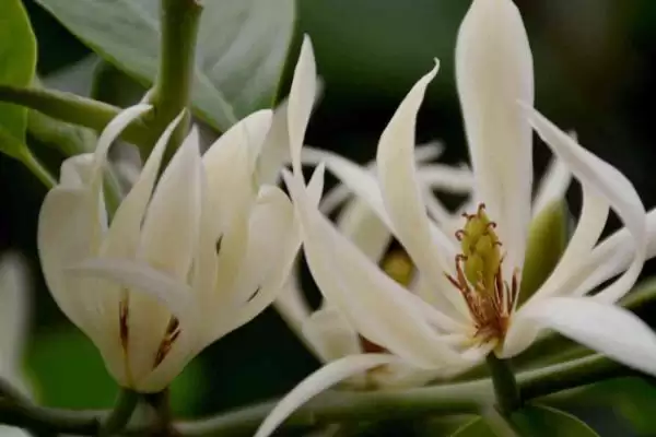 图片[2]-白兰花夏季养护的要点 (白兰花夏季防阳光直射还有什么养护重点)-会东网