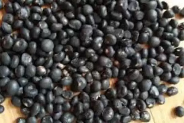 图片[4]-白芦笋变色防治(白芦笋变色的原因及如何有效进行防治的方法要点)-会东网