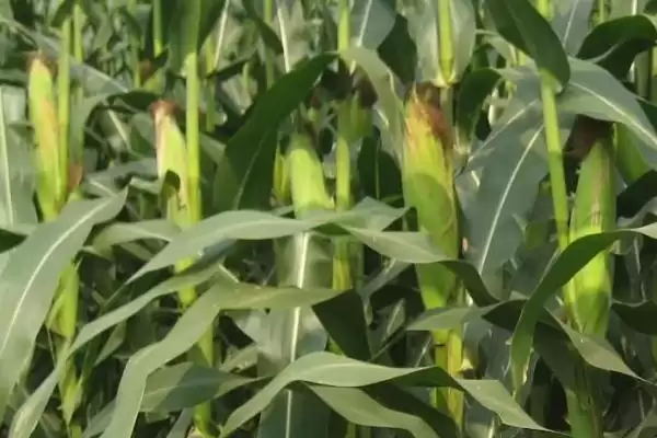 图片[3]-福玉1189玉米品种的特性(福玉1189品种抗病、抗倒、产量稳定性)-会东网