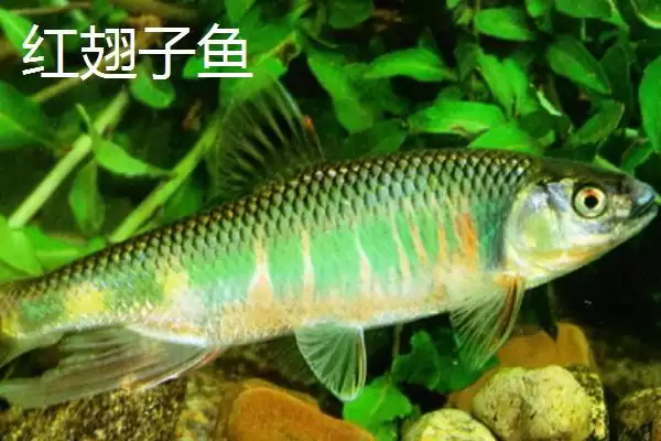 图片[5]-白条鱼与红翅子鱼外观区别 (白条鱼体背青灰与红翅子鱼外观区别在哪)-会东网