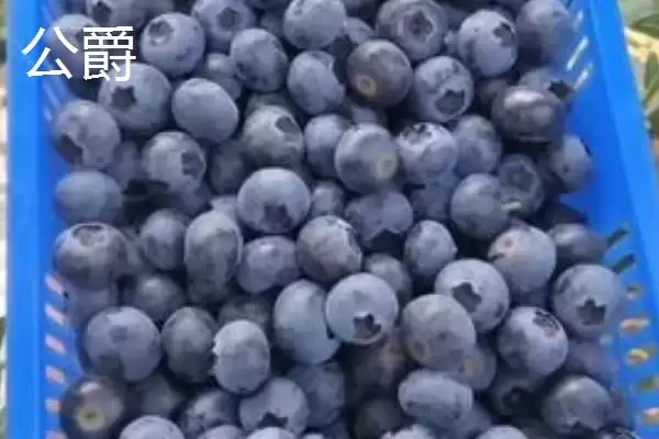 图片[5]-奥尼尔蓝莓外观特点(奥尼尔蓝莓外观特点及其在市场上的辨识度和优势)-会东网