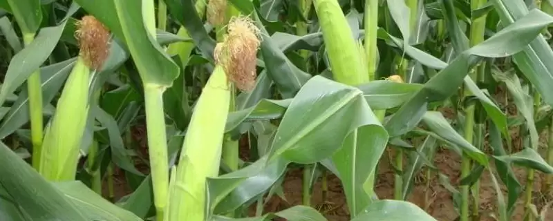 峰玉3号玉米品种的特性(峰玉3号品种抗病、抗倒、产量稳定性)-会东网