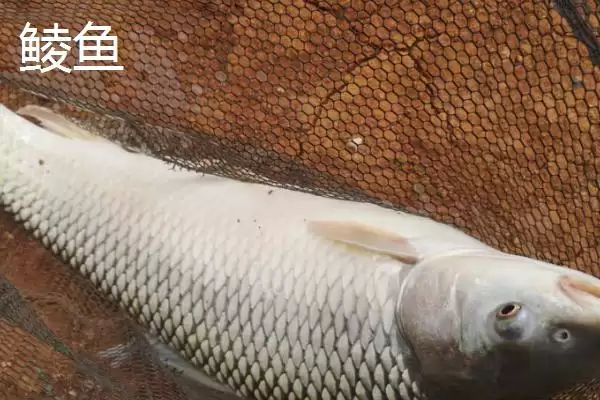 图片[5]-2.5号主线用多大吃铅浮漂(2.5号主线在不同水域该搭配多大吃铅浮漂呢)-会东网