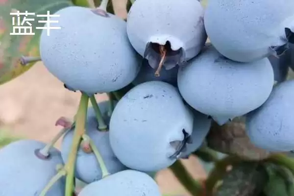图片[3]-奥尼尔蓝莓外观特点(奥尼尔蓝莓外观特点及其在市场上的辨识度和优势)-会东网