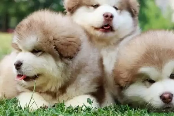 图片[2]-阿拉斯加犬变脸时间点 (阿拉斯加犬 4 月龄后变脸和生长发育有何关系)-会东网