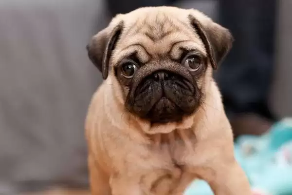 图片[2]-巴哥犬喂养要点(巴哥犬喂养注意要点及其对犬健康成长的影响)-会东网
