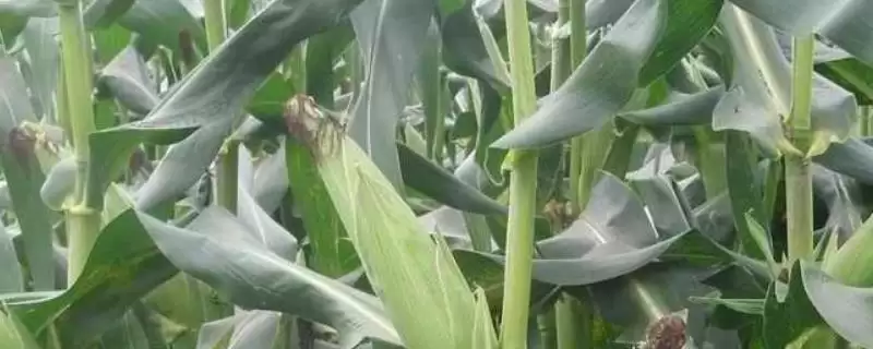 种植密度每亩5000株的H6662玉米种子，有何特别？-会东网