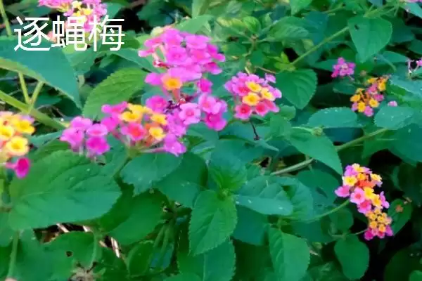 图片[8]-苍蝇的天敌(苍蝇的天敌都有哪些生物呢)-会东网