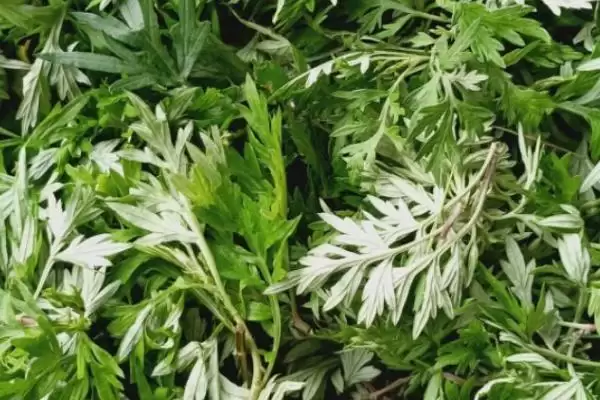 图片[3]-艾叶等驱蚊(艾叶等混一起可驱蚊的原理和使用方法有哪些)-会东网