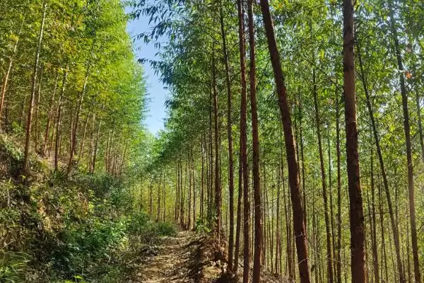 图片[2]-桉树种植密度原因(桉树每亩种83-111株的原因和种植规划要点)-会东网