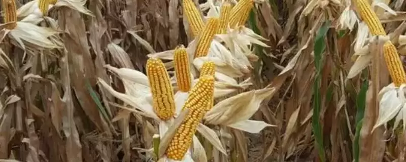 迪卡c2235玉米种特征特性(迪卡c2235玉米种特性有哪些)-会东网