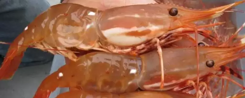 鳌虾与牡丹虾区别(鳌虾与牡丹虾头部等区别及其在食用和养殖上的特点)-会东网