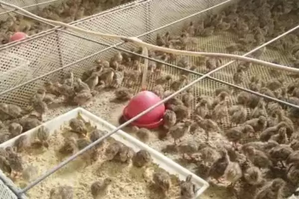 图片[4]-鹌鹑投喂青料过多问题(鹌鹑投喂青料过多会产生哪些问题及解决方法)-会东网