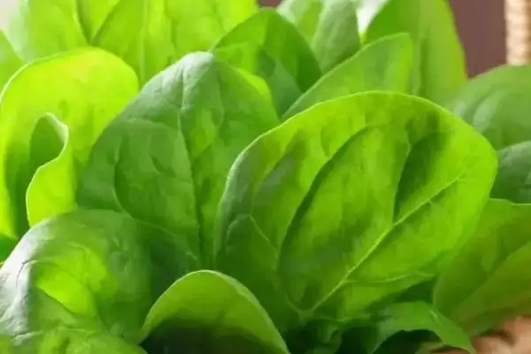 图片[4]-八月种洋葱等蔬菜种植要点(八月种洋葱等蔬菜的种植要点和管理方法)-会东网