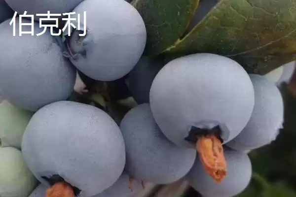 图片[6]-奥尼尔蓝莓外观特点(奥尼尔蓝莓外观特点及其在市场上的辨识度和优势)-会东网