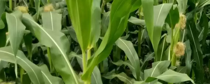 中抗大斑病的MN209玉米种子,有哪些独特之处?-会东网