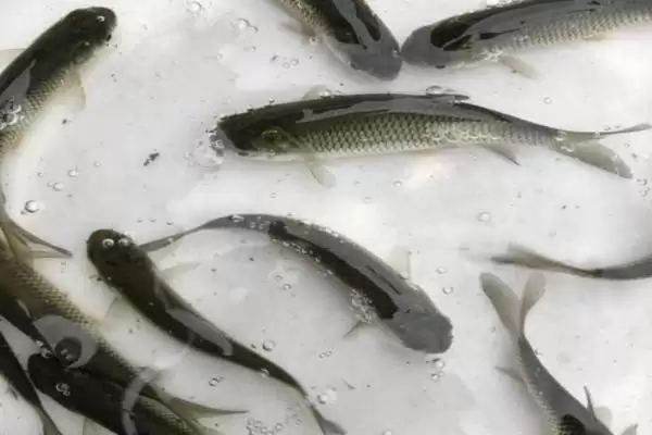 图片[3]-2-3 厘米草鱼苗食物选择 (2-3 厘米草鱼苗吃浮游生物等的原因是什么)-会东网