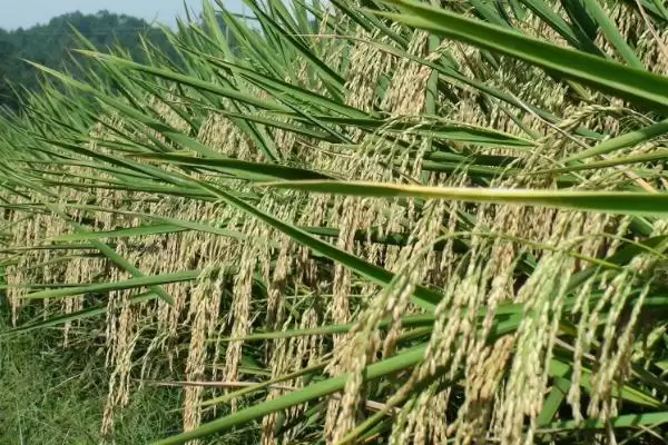 图片[2]-Y两优916水稻种子介绍(Y两优916水稻种子特性及种植优势)-会东网